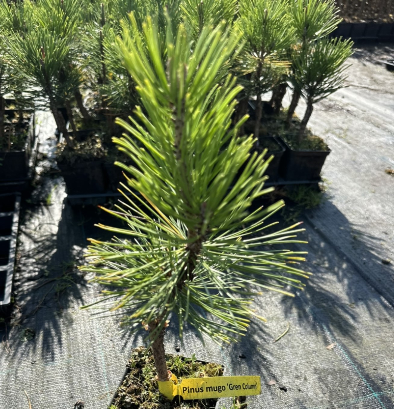 Сосна горная Грин Колумн